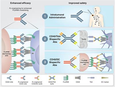 Next Generation CD40 Agonistic Antibodies for Cancer Immunotherapy